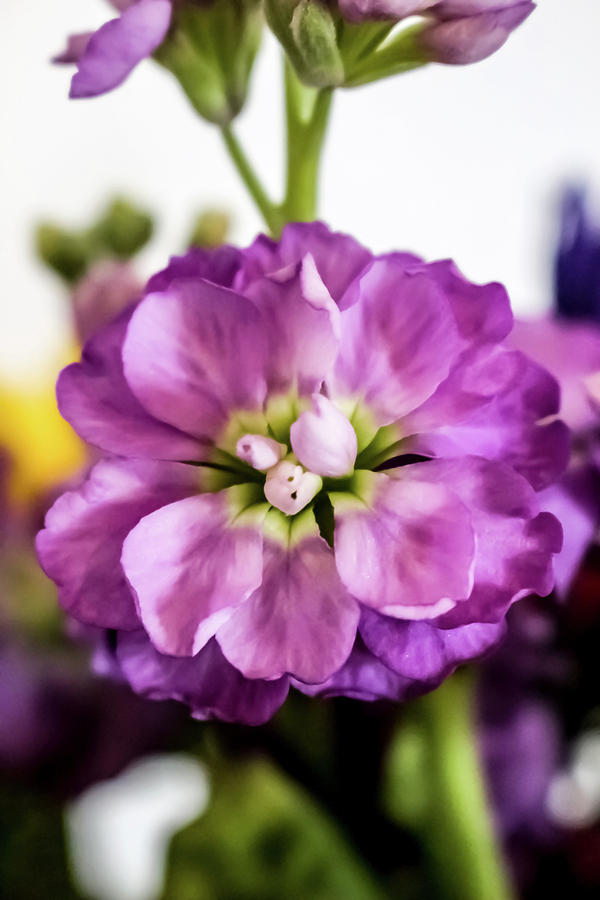 Flower Photograph - Purple Delphinium by Cynthia Woods