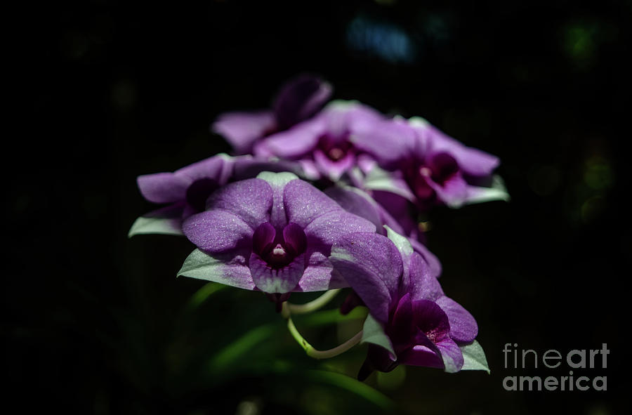 Purple Dendrobium Photograph by Michelle Meenawong