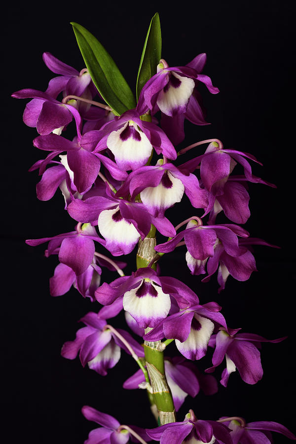 Purple Dendrobium Super Ise White Center Hybrid Orchid Flower Cu Photograph By Reimar Gaertner 4499