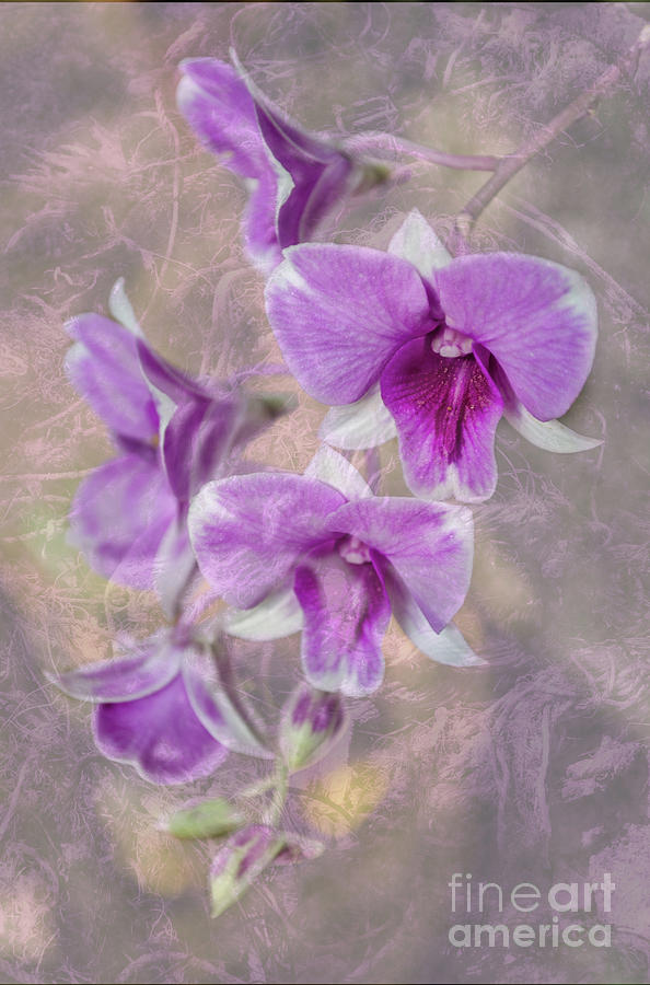 Purple Dendrobium With Textures Photograph by Michelle Meenawong