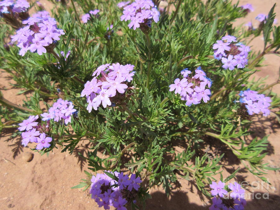 Purple Desert Flower Photograph by Frederick Holiday - Pixels