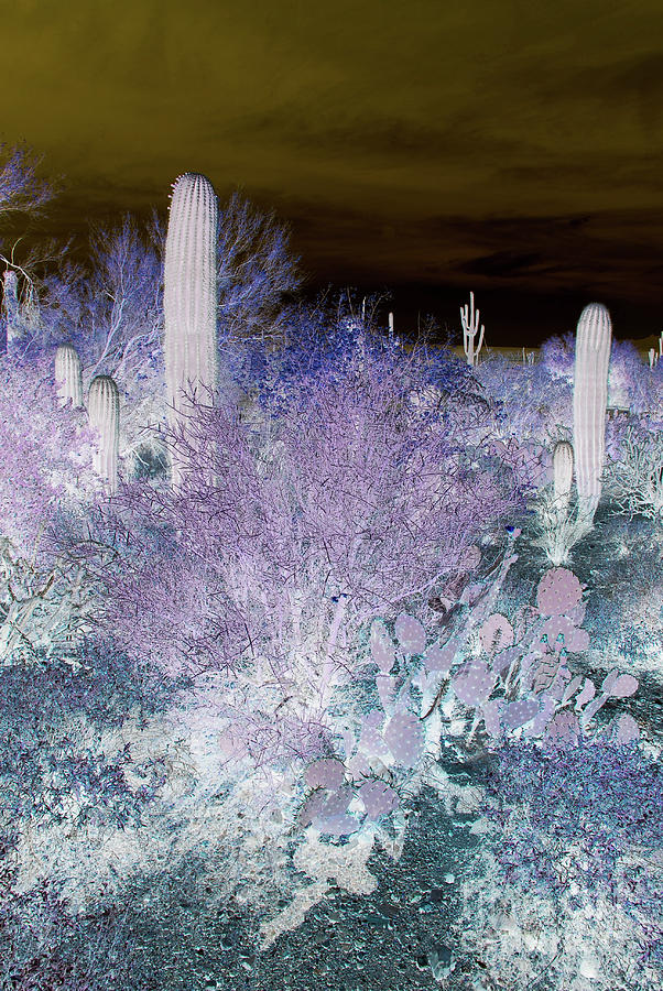 Abstract Photograph - Purple Desert by Melissa McInnis