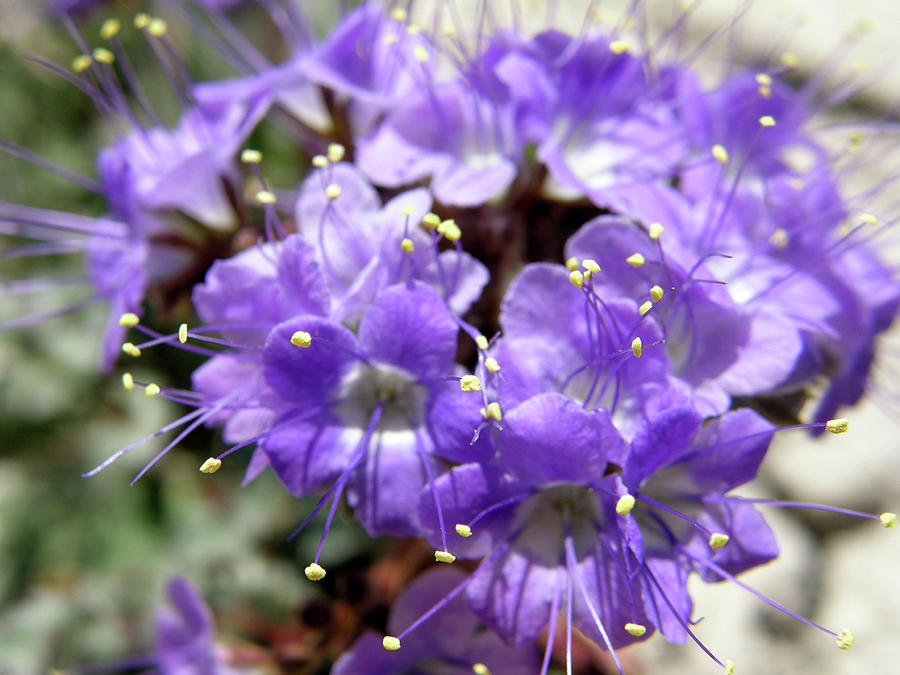 Purple Desert Phacelia Flower Photograph by Linda Weyers