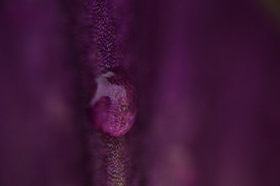 Purple Dew Photograph by Iris Richardson