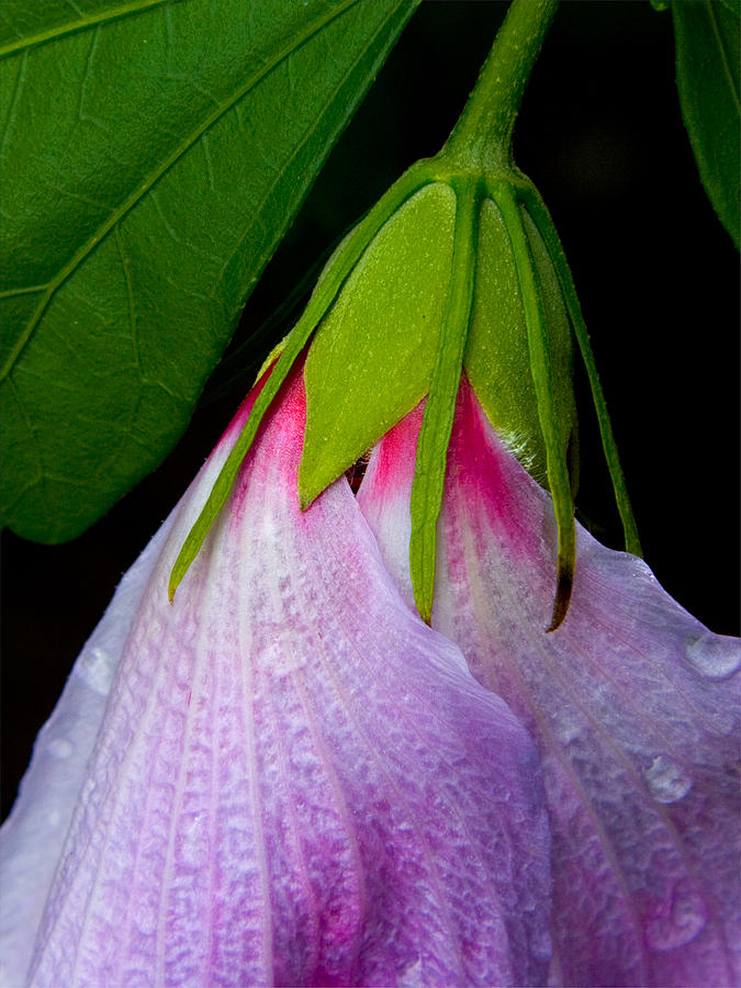 Purple Dew Photograph by Neil Shapiro