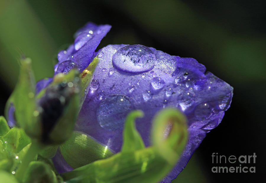 Purple Dewdrops Photograph by Mary Haber