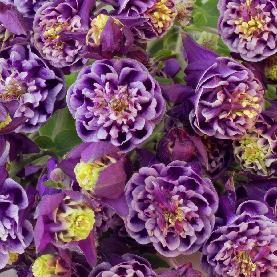 Purple Double Columbine Flowers Photograph by Sandra Foster