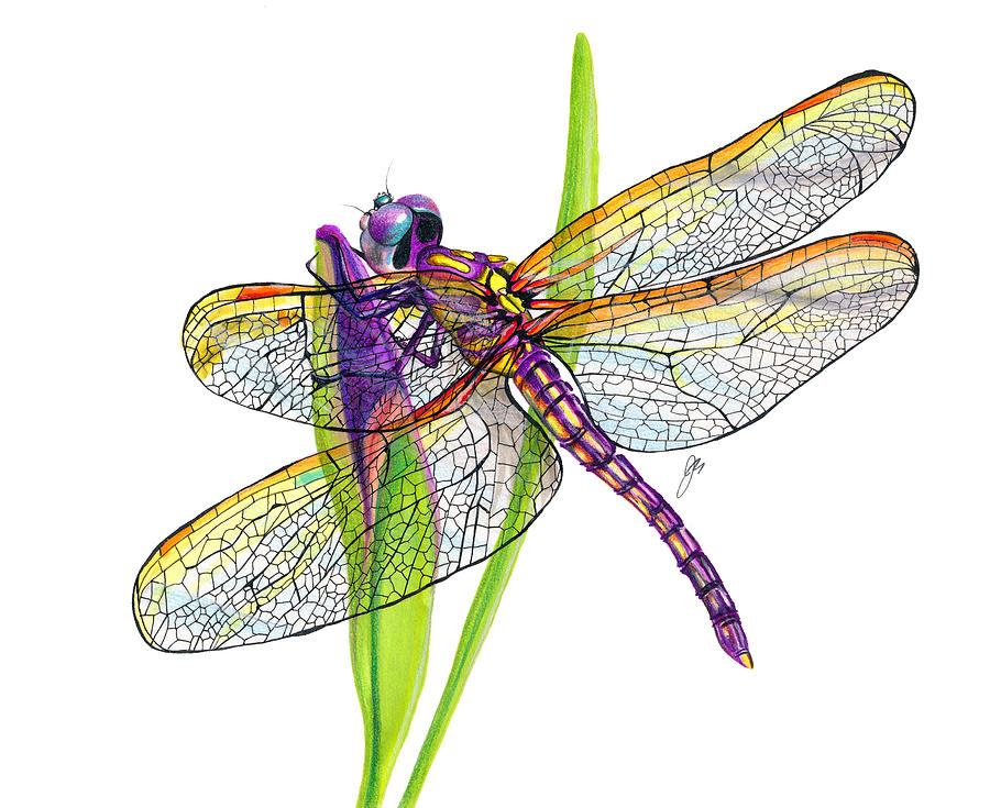 Purple Dragonfly Drawing by Jeannette Sirois