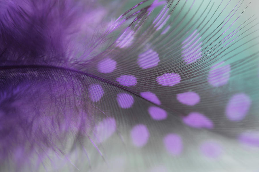 Purple Dream Photograph by Jenny Rainbow