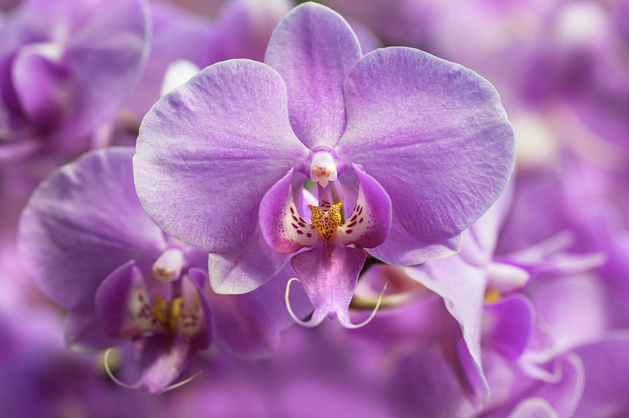 Purple Dream. Moth Orchids Photograph by Jenny Rainbow