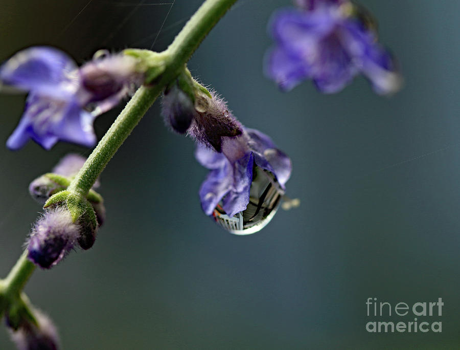 Purple Droplet Photograph by Mary Haber