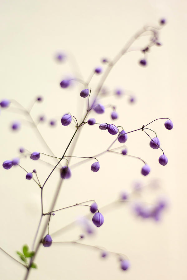 Flower Photograph - Purple Droplets by Heather Applegate