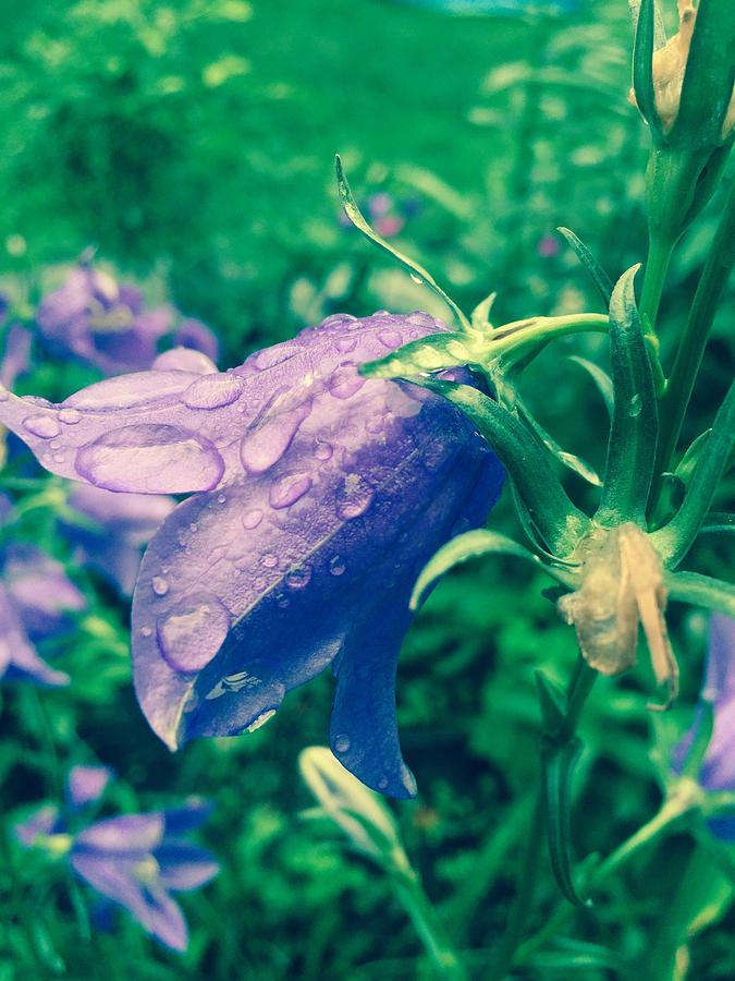 Purple Drops Photograph by Austen LaFrance - Fine Art America