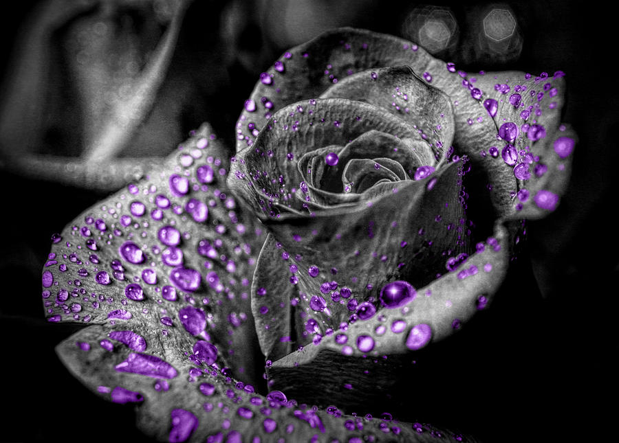 Purple drops Photograph by Lilia S