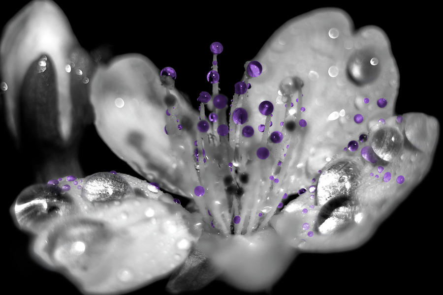 Purple drops Photograph by Wolfgang Stocker