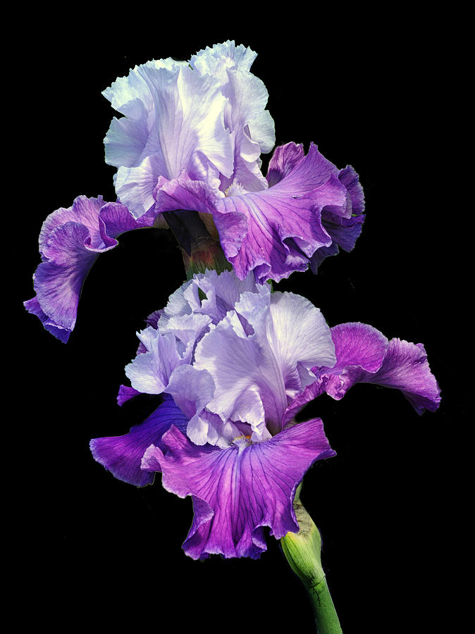 Bicolor Iris Photograph - Purple Duet by Dave Mills