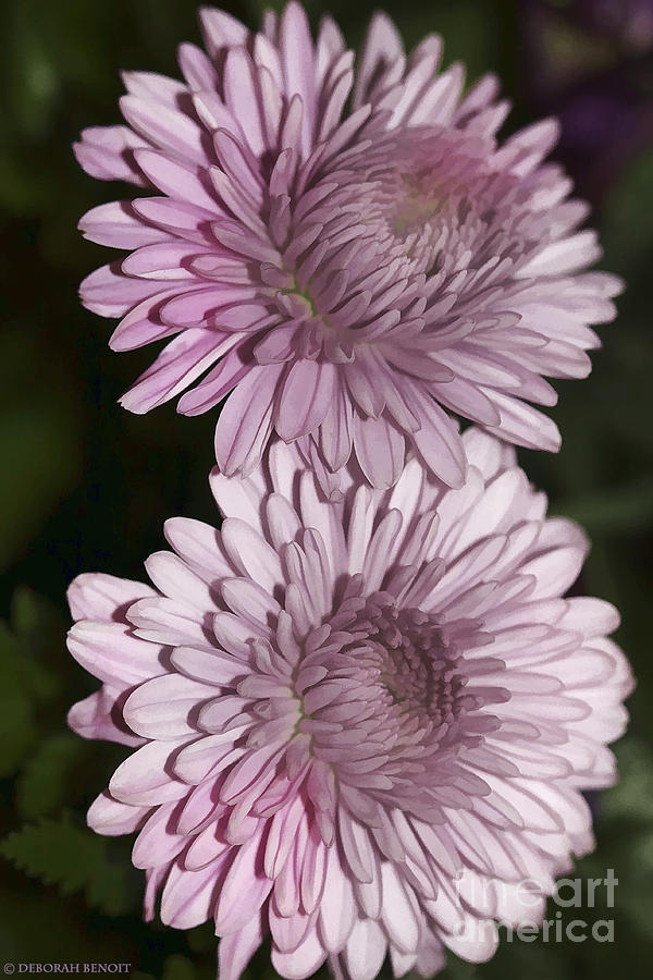 Flower Photograph - Purple Duo by Deborah Benoit
