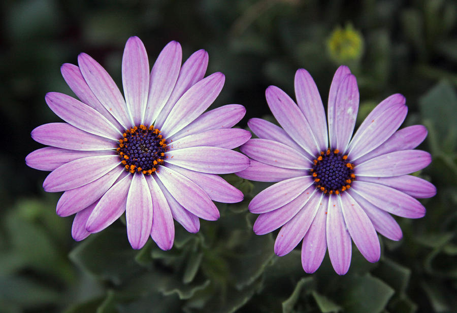 Purple Duo Photograph by Ricky Howard - Fine Art America