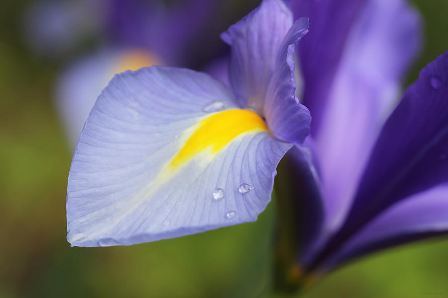 Purple Dutch Iris Flower Macro Photograph by Jennie Marie Schell