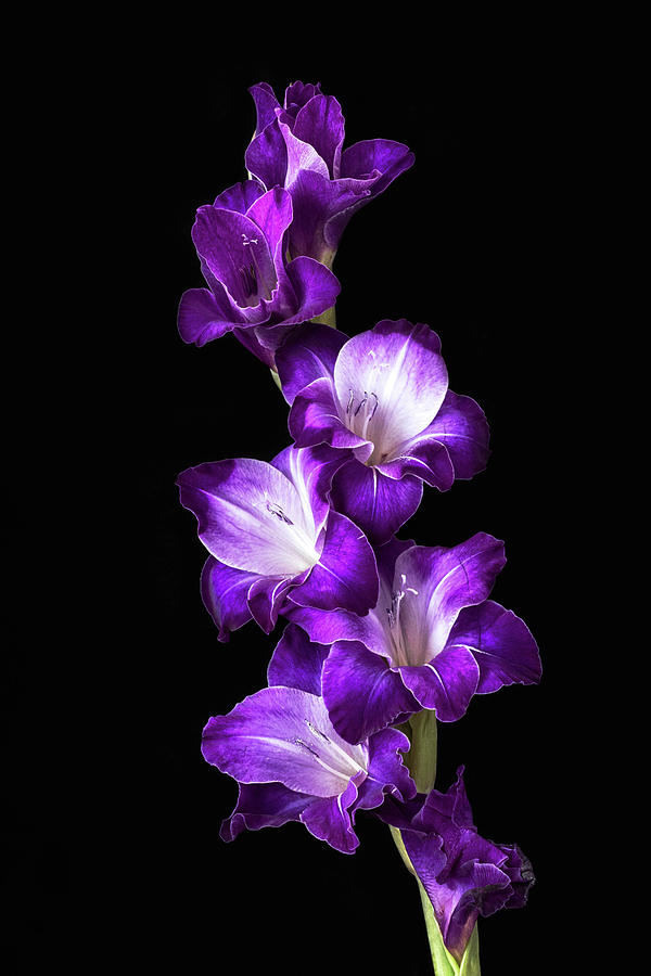 Purple Elegance Photograph by Cheryl Day