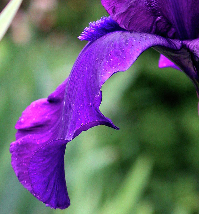 Purple Elegance Photograph By Kami Mckeon Fine Art America