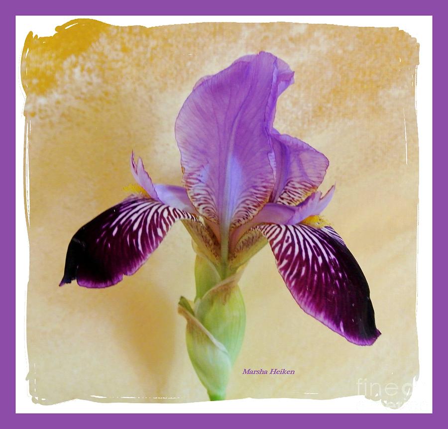 Purple Elegant Iris Photograph by Marsha Heiken