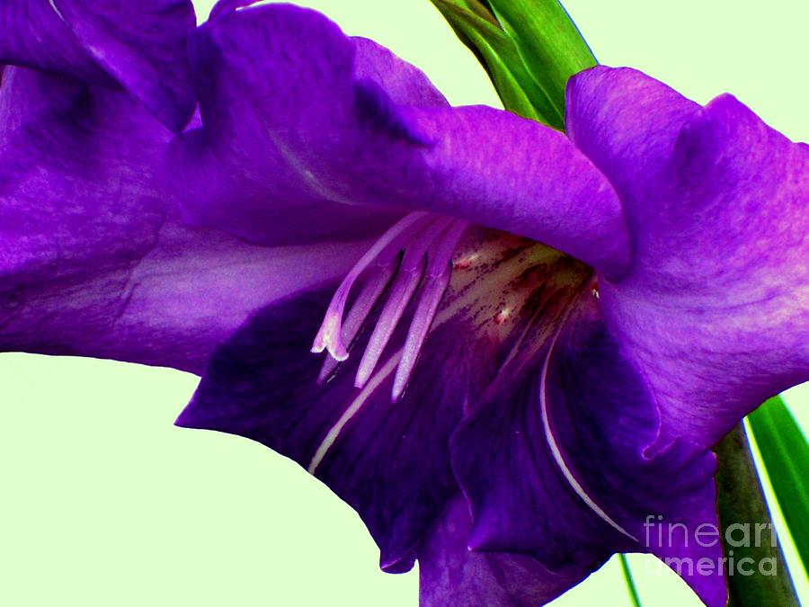 Purple Photograph by Elfriede Fulda