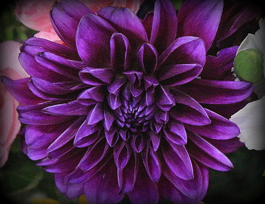 Purple Emperor Dahlia Photograph by Dora Sofia Caputo Photographic Design and Fine Art