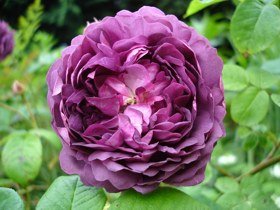 Purple English Rose Photograph by Susan Baker