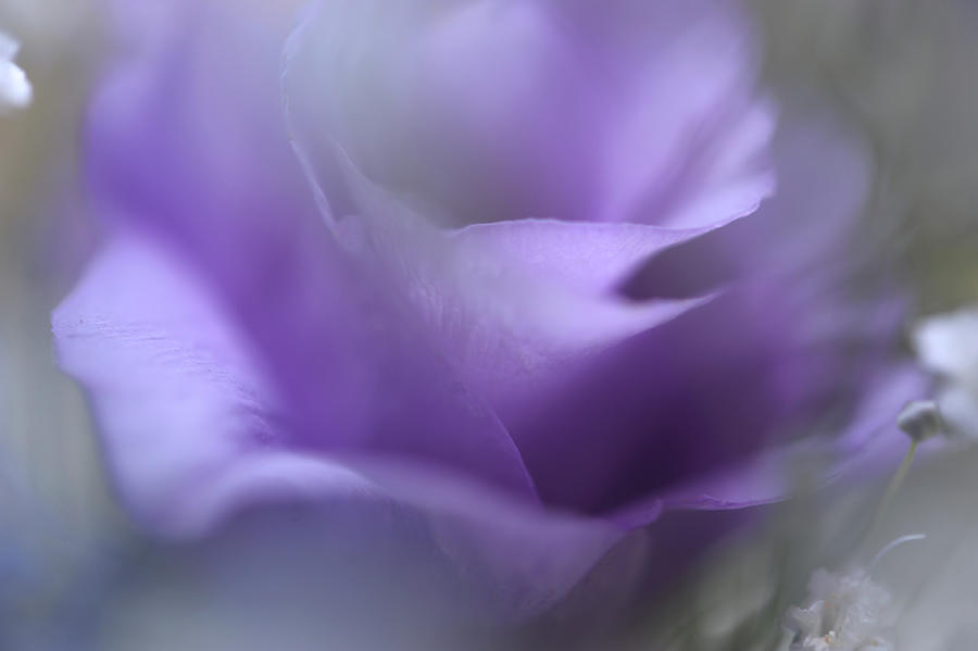 Purple Ethereal Breath Photograph