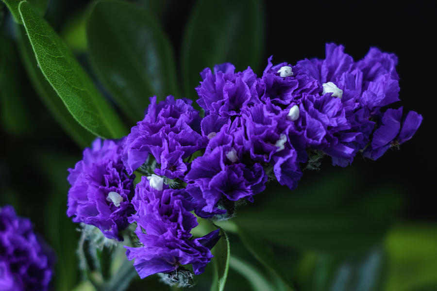 Purple everlasting flower - Midnight Blue Photograph by Cristina Stefan