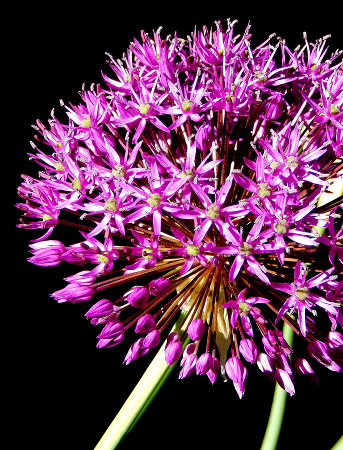 Purple Explosion Photograph by Betty-Anne McDonald
