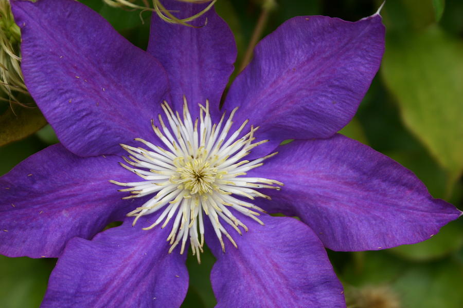 Purple Eyes Photograph by Amy Crowley - Fine Art America