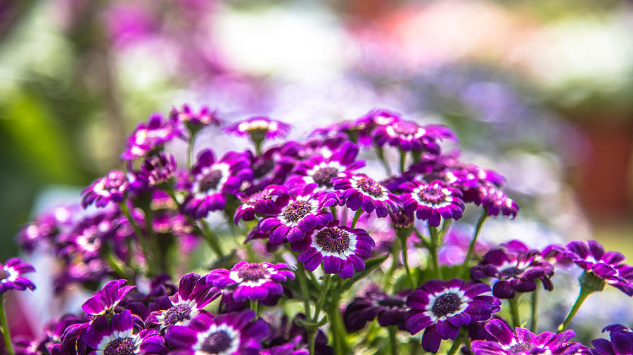 Purple Eyes Photograph by Anupam Gupta - Fine Art America