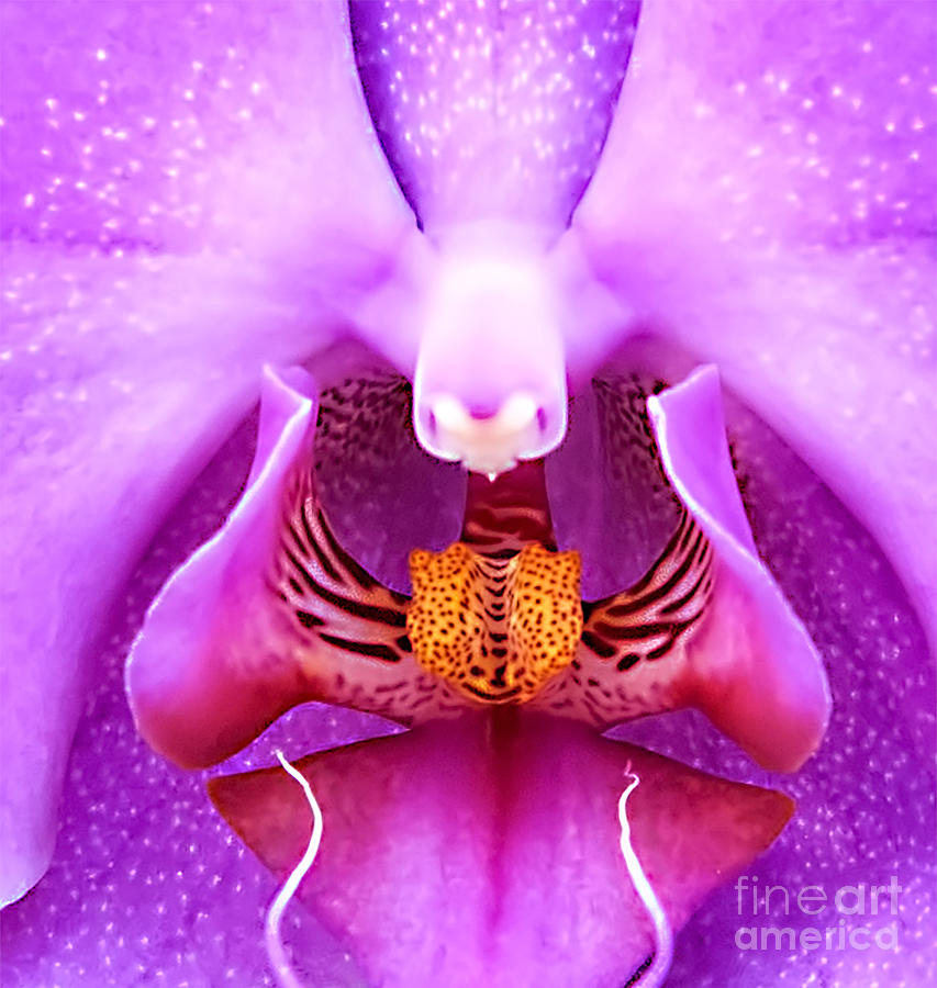 Purple face in the Orchid. Photograph by Barry Weiss