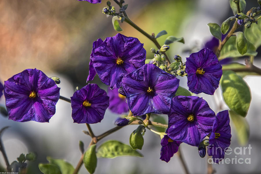 Purple Faces Photograph by Mitch Shindelbower