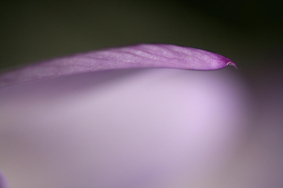 Purple Fall Photograph by Don Ziegler
