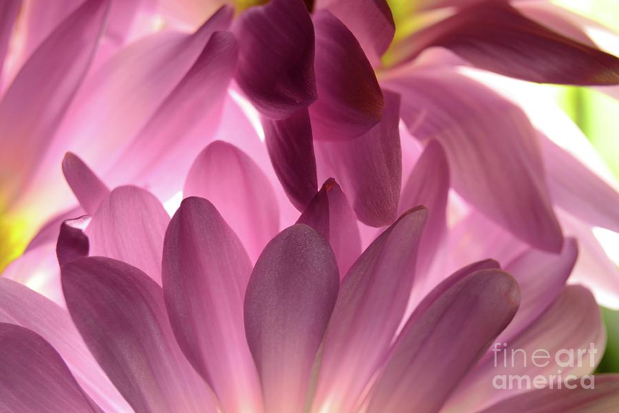 Daisy Photograph - Purple Fantasia by Chad and Stacey Hall