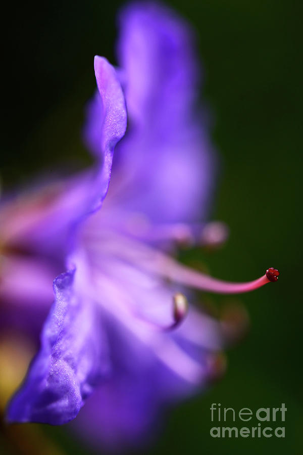 Flower Photograph - Purple Fever by Terry Elniski