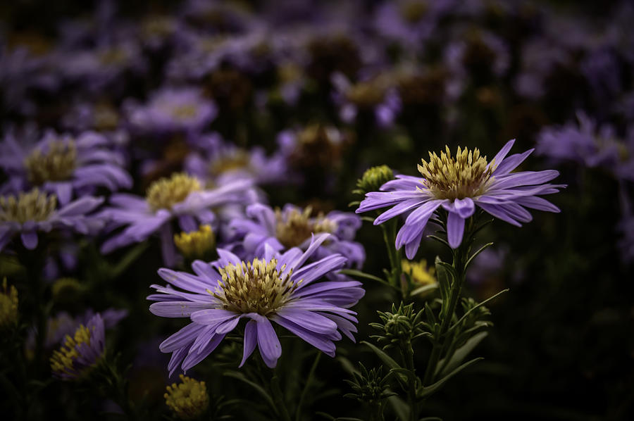 Purple Field Photograph by Leticia Latocki