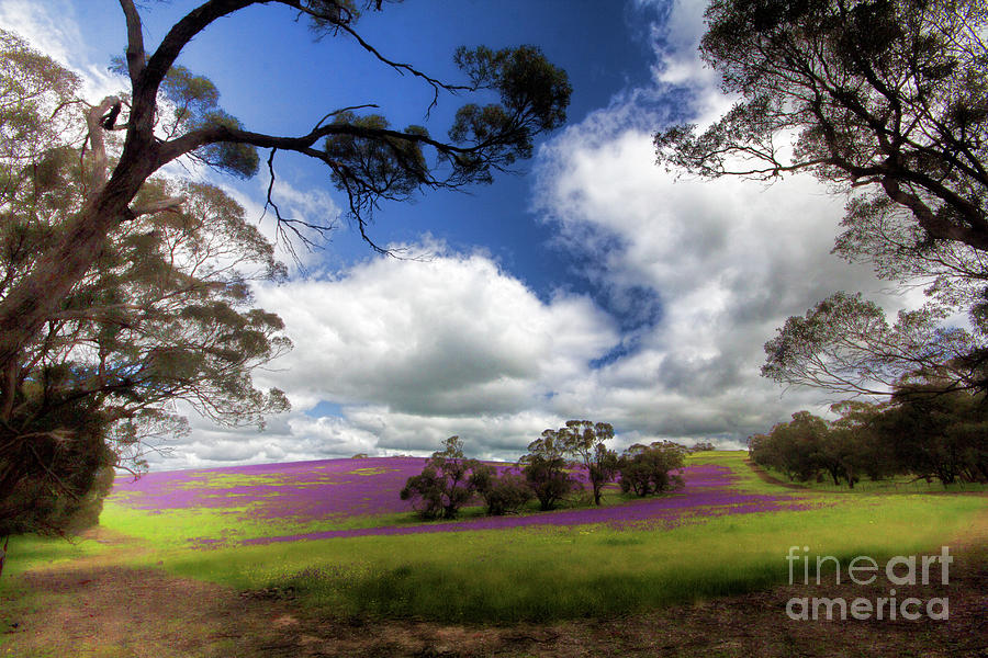 Flower Photograph - Purple Fields by Douglas Barnard
