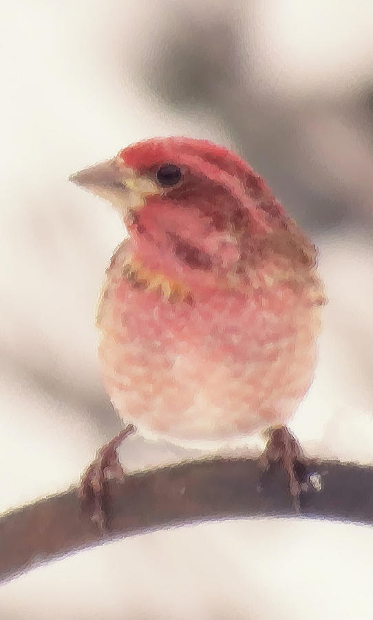 Purple Finch - Brush Strokes Photograph by MTBobbins Photography