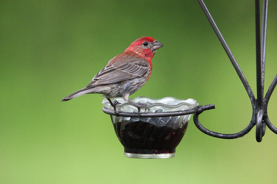 do house finches eat grape jelly