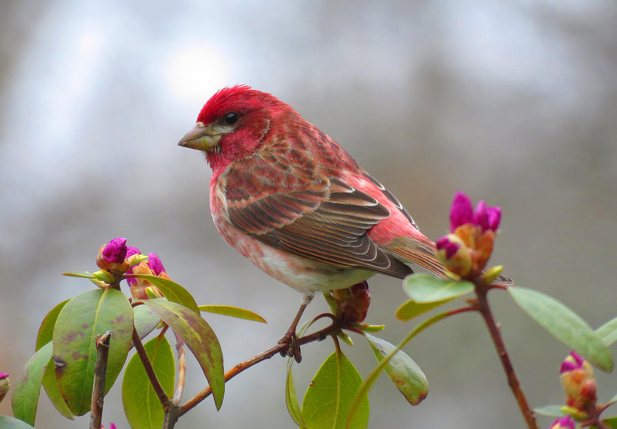 Purple Finch on The Trail Photograph by Dianne Cowen Cape Cod Photography