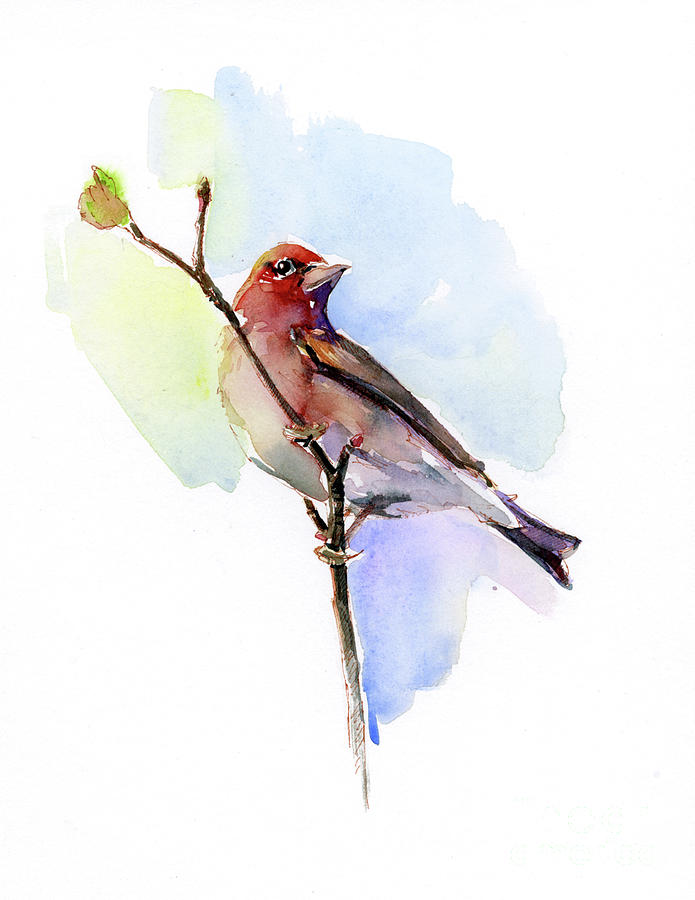 Bird Painting - Purple finch by John Keeling