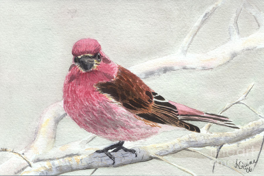 Finch Painting - Purple Finch by Lynn Quinn