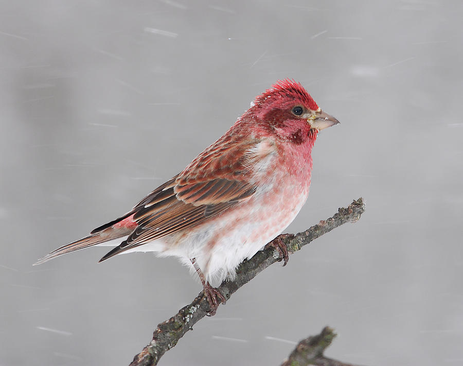 Purple Finch Male Photograph by Bob Schlake