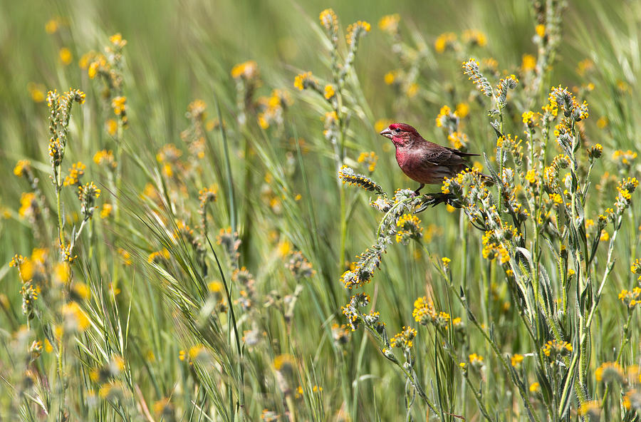 Purple Finch Photograph by Max Waugh - Fine Art America