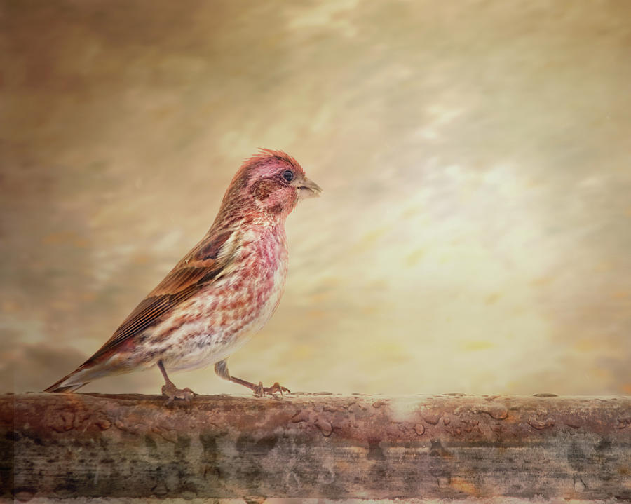 Purple Finch Walks The Line Photograph by Sue Capuano