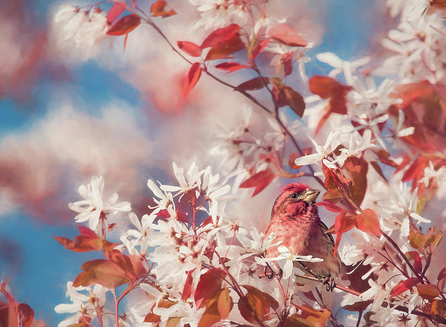 Purple finch with cherry blossoms by Tracy Munson Purple finch with cherry blossoms by Tracy Munson